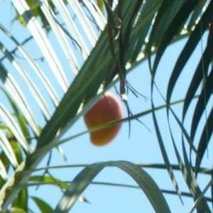 Meet your Posher, Steve